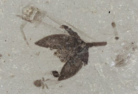 Fossil Flower (Side View) - Green River Formation, Utah #94948